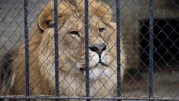 Lav u zoološkom vrtu