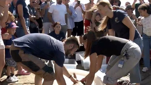 Prvo gnijezdo glavatih želva u Hrvatskoj - 2