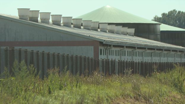 Eutanazija svinja - 1