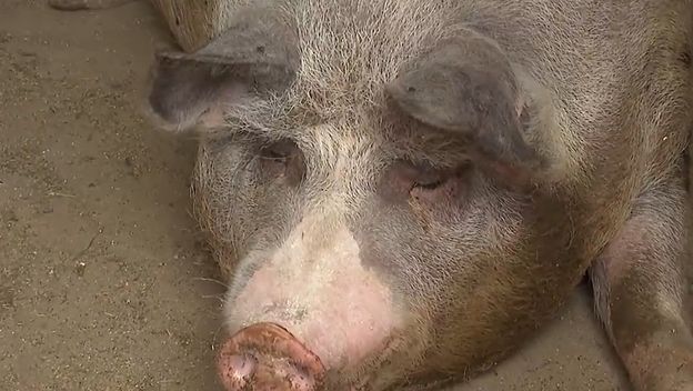 Nastavak eutanazije - 2