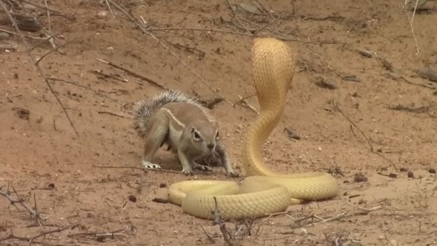 Vjeverica protiv kobre