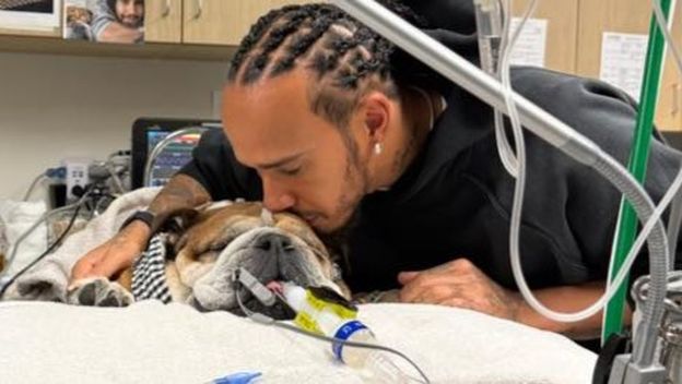 Lewis Hamilton sa psom - 1