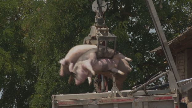 Afrička svinjska kuga - 2