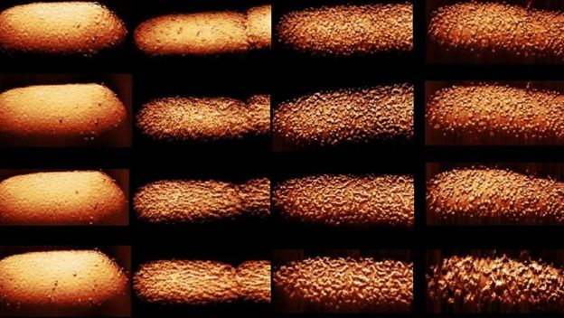 Utjecaj antibiotika na bakteriju E. Coli