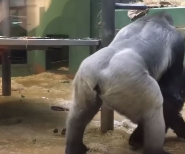 Gorile unutar nastambe u zoološkom vrtu