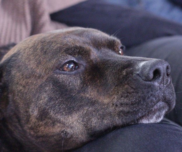 Pas drži glavu u krilu