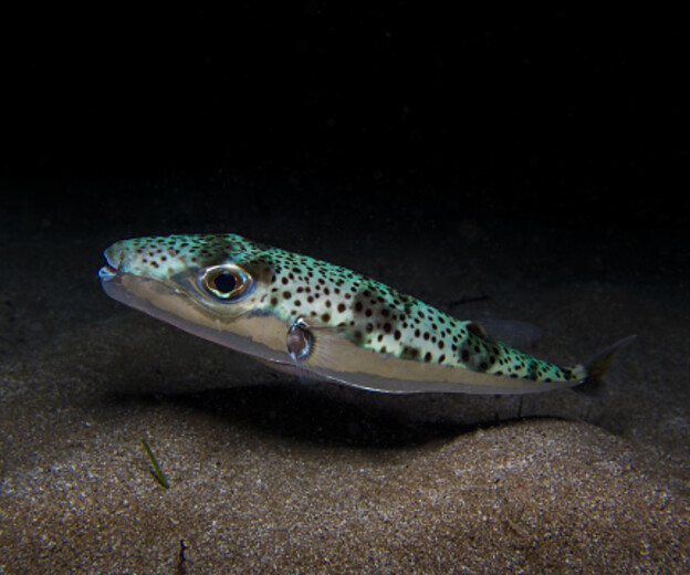 Srebrnopruga napuhača