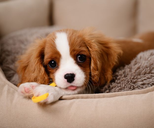 Cavalier King Charles španijel