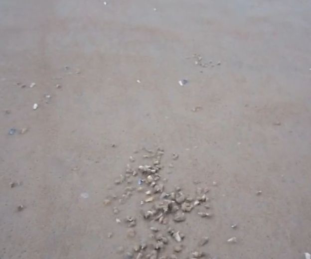 Školjke na plaži