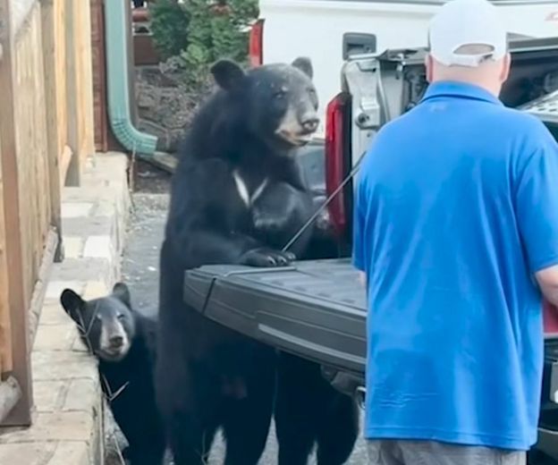 Medvjed i vlasnik automobila
