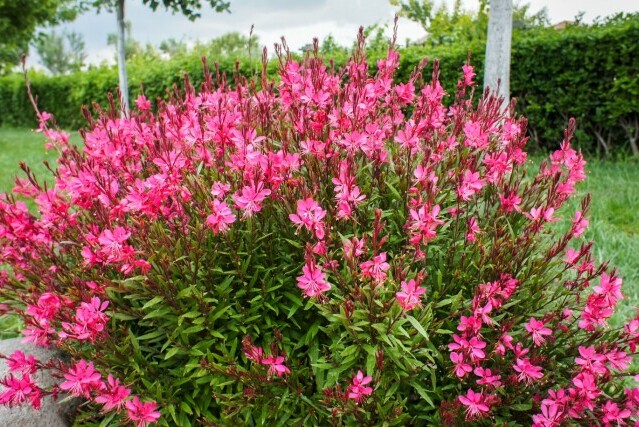 Gaura