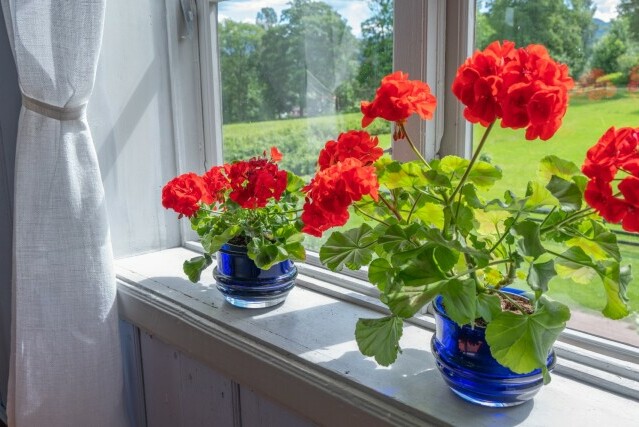 Pelargonije