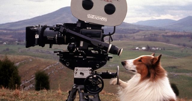 Lassie Lassie