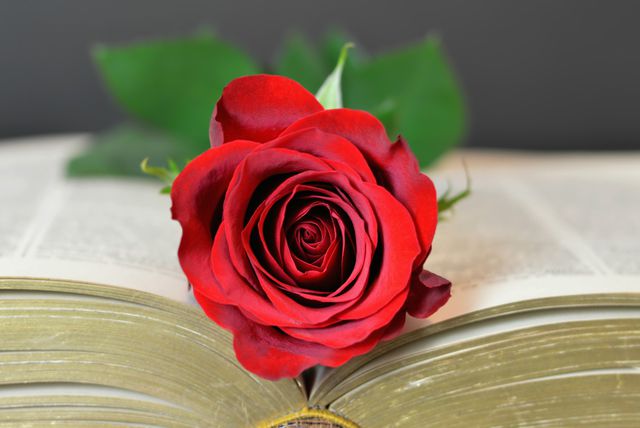 Knjiga s ružom
