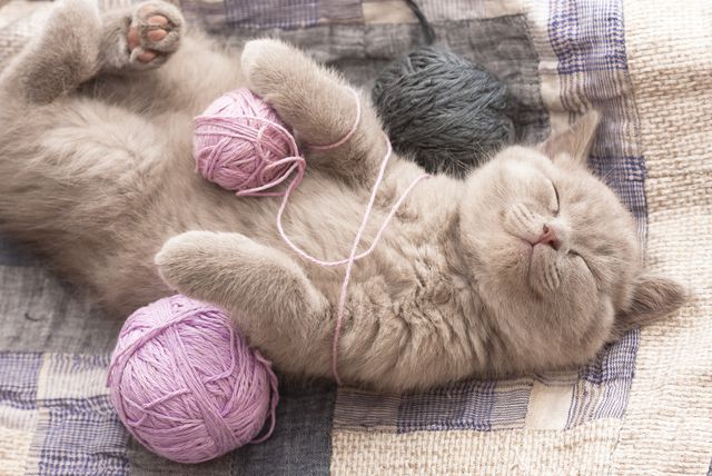 Mačke u prosjeku spavaju 12 do 14 sati dnevno, a trećinu budnog vremena provode na dotjerivanje i pranje