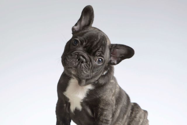 Francuski buldog