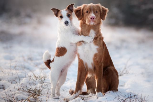 Psi po zimi