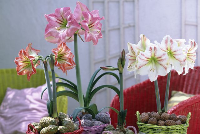 Amarilis se sadi od početka studenog pa do veljače, a cvijeta u svibnju i lipnju