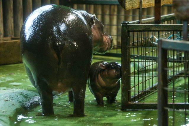 Malena patuljasta vodenkonjica iz zagrebačkog zoo vrta dobila je ime Lotta