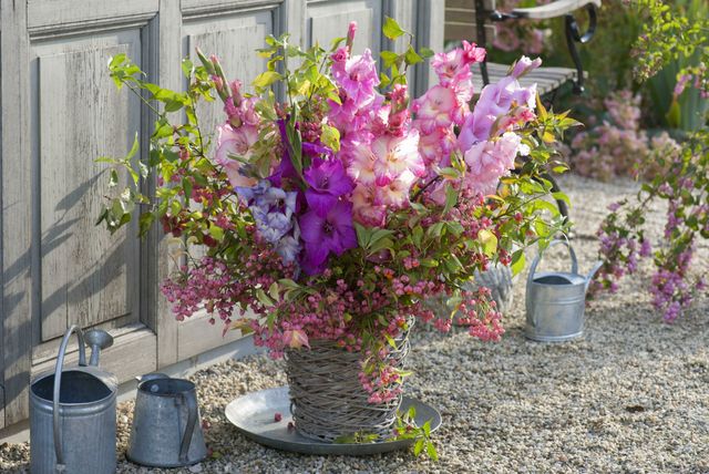 Gladiole