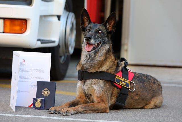 Vatrogasni pas, belgijska ovčarka Rain nakon 12 godina službe otišla je u mirovinu - 4
