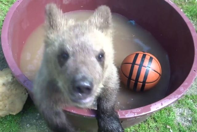 Medvjedić Matija u oporavilištu ZOO vrta u Zagrebu izrasta u velikog gurmana, a tople dane krati kupanjem u bazenčiću - 1