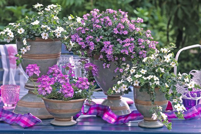 Ljetni cvijet bakopa divan je izbor za uređenje balkona - 4
