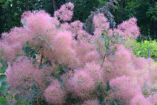 Rujevina je listopadni grm s delikatnim paperjastim cvjetovima koji dolaze u nekoliko boja - 6