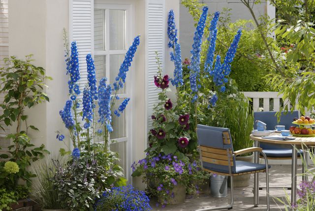 Kokotić je jedan od najimpresivnijih cvjetova u vrtu, a može narasti do 180 centimetara - 8