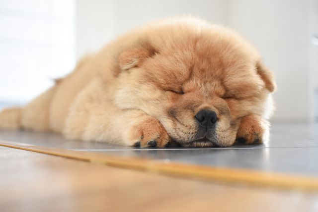 Chow chow spava