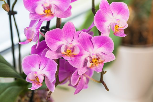 Orhideje znaju biti jako osjetljive, ali oko ovog prelijepog cvijeta itekako se isplati potruditi