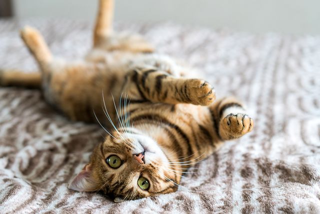 Purina ProPlan za kvalitetniji život mačke