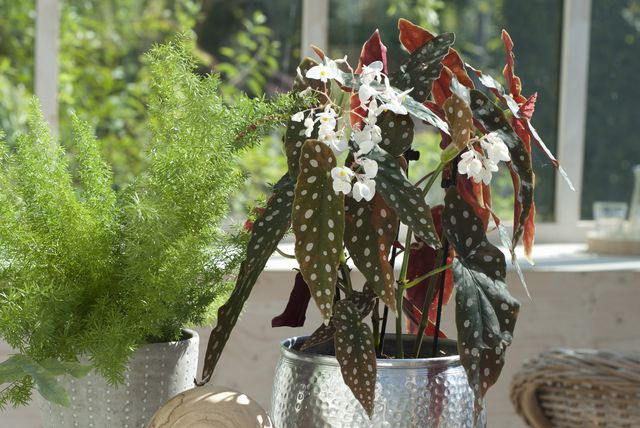 Točkasta begonija osvaja svojim neobičnim listovima - 6