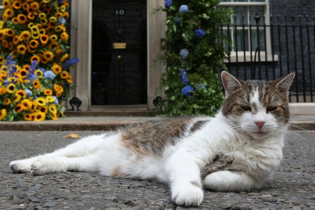 Mačak Larry maskota je Kabinetskog ureda Ujedinjenog Kraljevstva Velike Britanije i Sjeverne Irske - 10