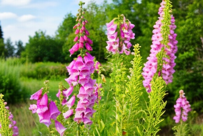Naprstak (Digitalis)