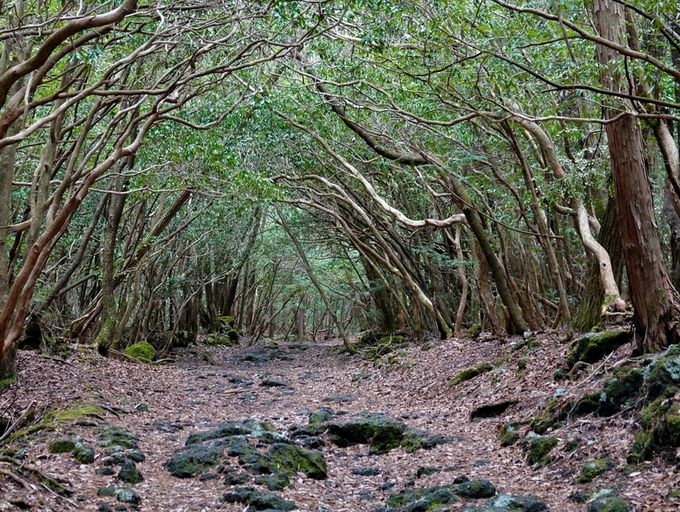 Aokigahara - 1
