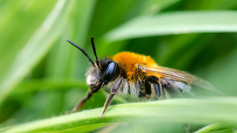 Pčela