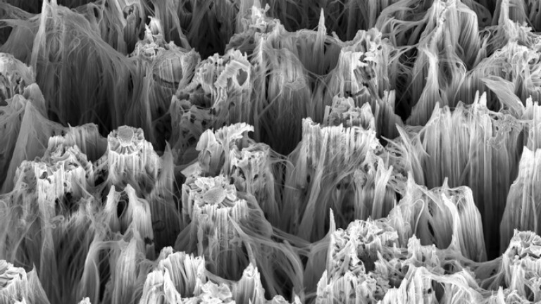 Nanožice pod mikroskopom, ilustracija