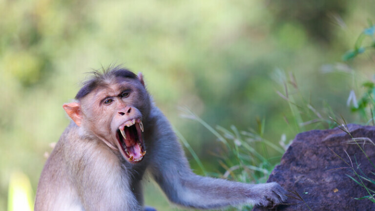 Makaki majmun