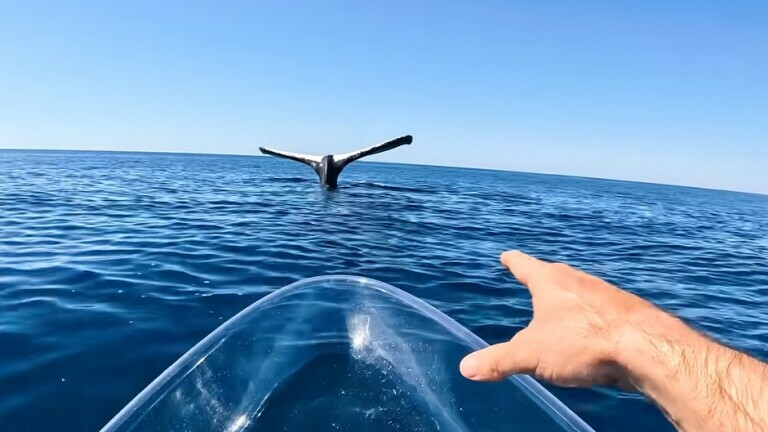 Neobičan susret s grbavim kitom