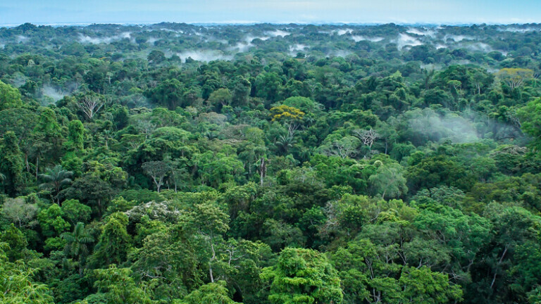 Tropska šuma