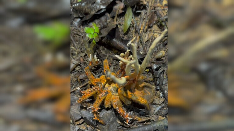 Tarantula zaražena Cordyceps gljivicom