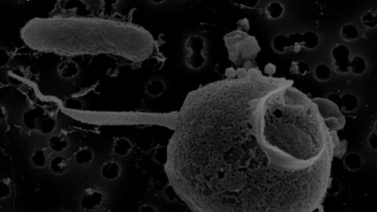 Virus PelV-1 napada plankton