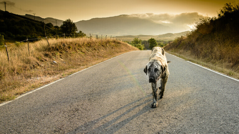 Usamljeni pas na cesti