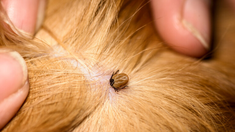 Lrpelj otkriven na psu