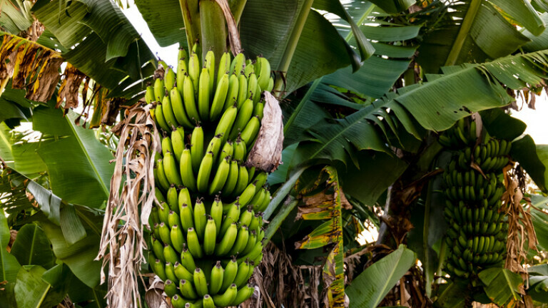 Drvo banane