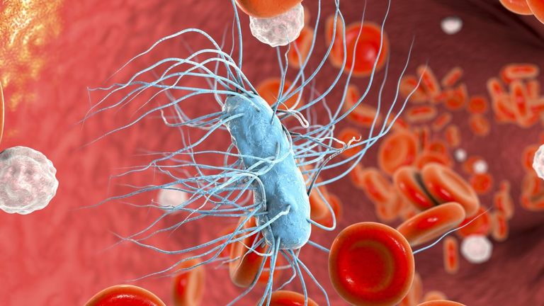 Escherichia coli: Koliko je opasna i koji su simptomi? | 