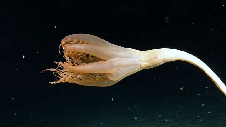 Bizarno stvorenje pronađeno u dubinama Tihog oceana
