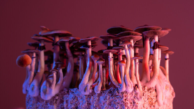 Čarobne gljive