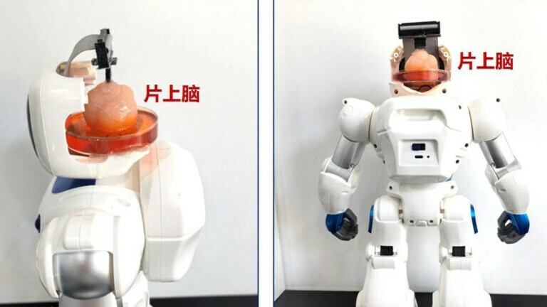 Kineski robot s uzgojenim ljudskim mozgom